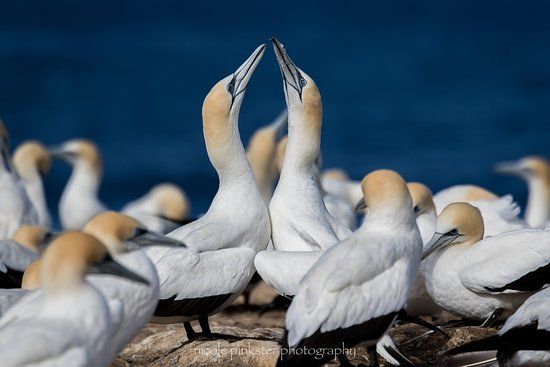 Point Danger Gannet Colony